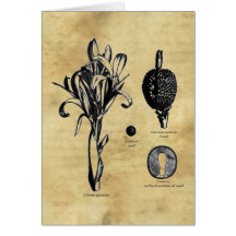 Canna Botanica Greeting Card
