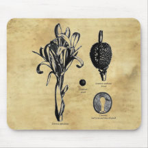 Canna Botanica Mouse Pads