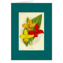Canna Hybrids Greeting Card