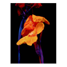 Canna Lilies on Black With Blue Postcards