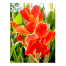 Canna Lilies Post Cards