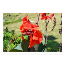 Canna Lilly Postcards