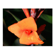 Canna Lily Flower postcard