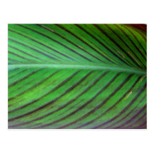 Canna Lily Leaf Post Cards