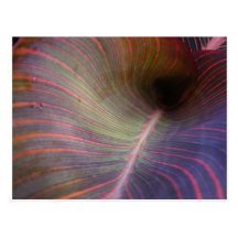Canna Lily leaf ~ postcard