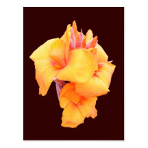 Canna Lily ~ postcard