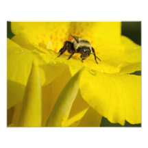 Canna Lily with Bumble Bee Art Photo
