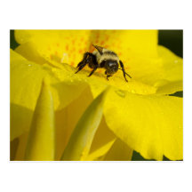 Canna Lily with Bumble Bee Postcard