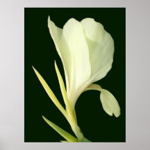 Canna Posters