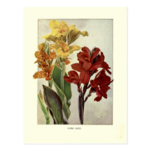 Cannas Post Cards