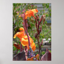 Cannas Posters