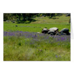 Canola & Country 22 Greeting Cards