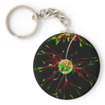 Canopy Keychains