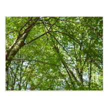 Canopy of Spring Leaves Postcard