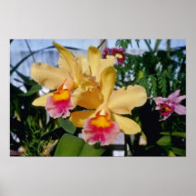 Cantalope Setting Sun (Brassocattleya) flowers Print