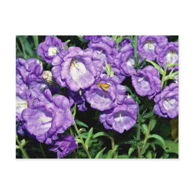 Canterbury bells, hardy common biennial flower postcards by beautifulclicks