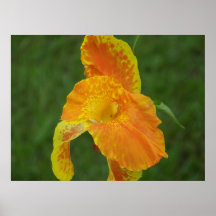 Canvas Canna Lily Poster