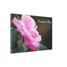 Canvas Knockout Rose Canvas Prints