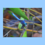 Canvas print - blue dragonfly canvas prints