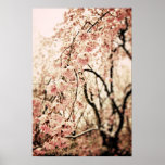 Canvas print:  Spring Blossoms