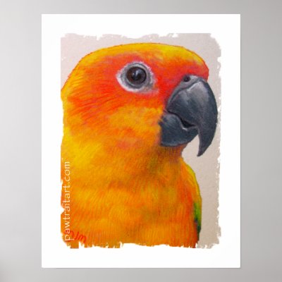 Canvas Print - Sun Conure by pawtraitart