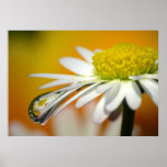 Canvas printing Gänseblümchen