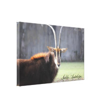 Canvas Sable Antelope Stretched Canvas Print