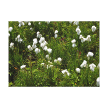Canvas: Wild Cotton in Orkney Canvas Print