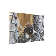 Canvas Wrap: Coatimundi #2 Canvas Print