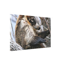 Canvas Wrap: Coatimundi #3 Canvas Prints