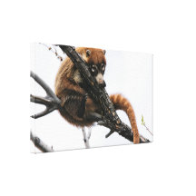 Canvas Wrap: Coatimundi #5 Canvas Prints