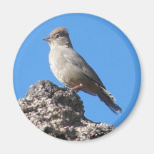 Canyon Towhee Fridge Magnet