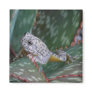 Canyon Tree Frog Magnet