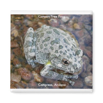 Canyon Tree Frog Magnet by Congress_Arizona