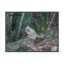Canyon Tree Frog Post Card