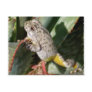 CANYON TREEFROG POSTCARD