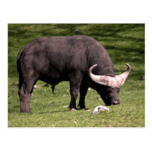 Cape Buffalo Eating Postcards
