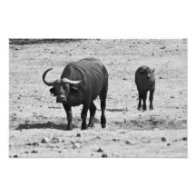 Cape Couple Print Photograph