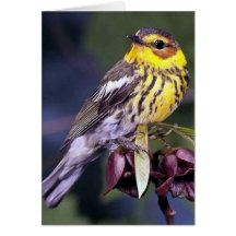 Cape May Warbler Bird Gifts Greeting Card