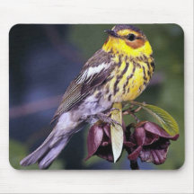 Cape May Warbler Bird Lovers Gifts Mouse Pads