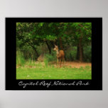 Capitol Reef National Park Print