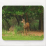 Capitol Reef Nat'l Park Mouse Mats