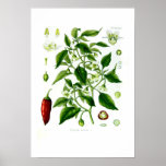 Capsicum annuum print