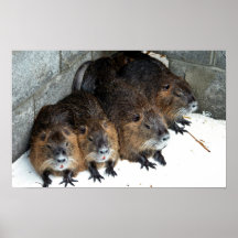 Captive Nutria at Blackwater National Wildlife Ref Poster