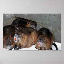 Captive Nutria at Blackwater National Wildlife Ref Print