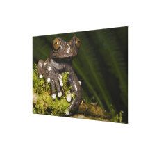 Captive Tapichalaca Tree Frog Hyloscirtus 2 Stretched Canvas Print