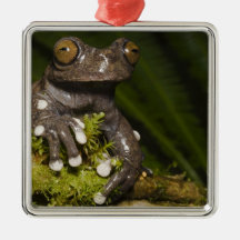 Captive Tapichalaca Tree Frog Hyloscirtus 3 Christmas Ornaments