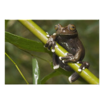 Captive Tapichalaca Tree Frog Hyloscirtus Photo Art