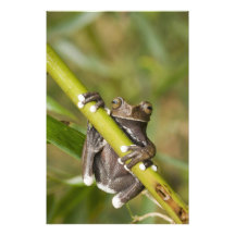 Captive Tapichalaca Tree Frog Hyloscirtus Photograph