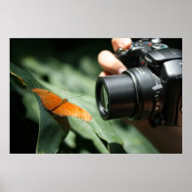 Capture a Butterfly Poster